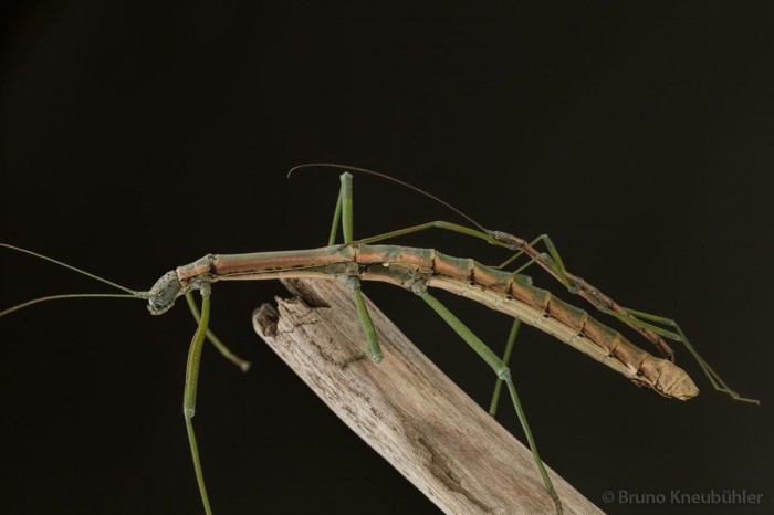 PSG 395 Nuichua rabaeyae adult pair mating